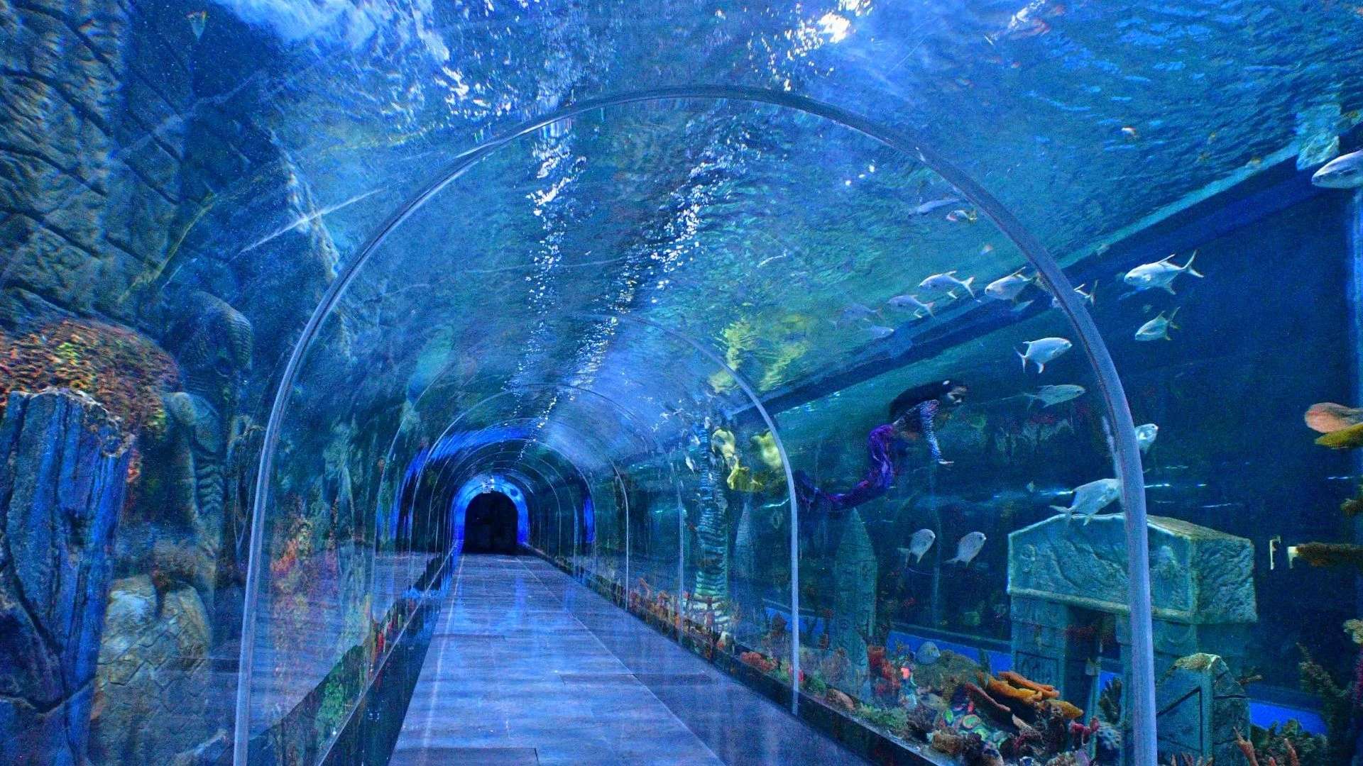 Aquarium Paradise